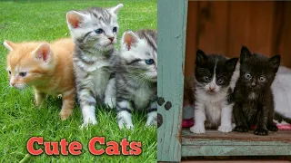 Baby Cats  -  Cute & Funny Cats Videos Compilation