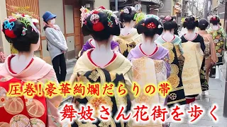 Many maiko walk through Hanamachi/Kyoto Japan 絢爛豪華 舞妓さん花街を歩く