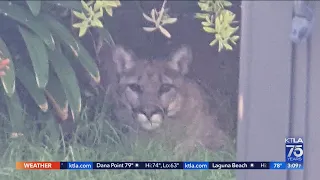 Mountain lion hangs out in family's backyard for entire day