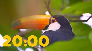 20 Minute Relaxing Timer | Amazon Rainforest | 4K