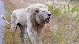 White Lion Casper Roaring Towards Rival Males (Mayambula Coalition)