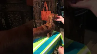 Grooming a Miniature Longhaired Dachshund--#1