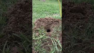 How to find the tunnel to set a GopherHawk gopher trap