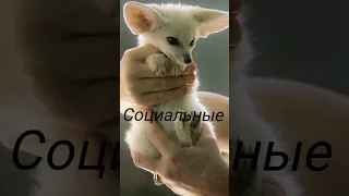 Лисица фенек Fennec Fox