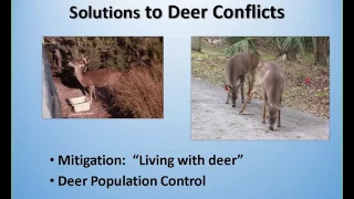 Navigating the tangle of history, values, and science in urban deer management