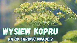 Wysiew kopru , co warto wiedzieć ?