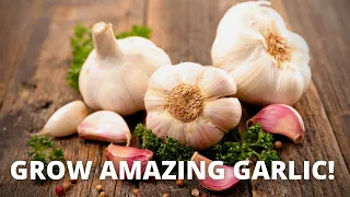 Complete Guide to Growing Garlic | from planting to harvest