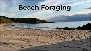 A Quick Forage on a Beach #coastalforaging