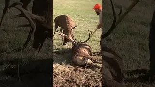 2 cerfs emmêlés dont 1 sauvé par des chasseurs