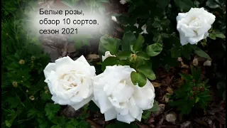 Белые розы в саду - обзор 10 сортов белых роз, сезон 2021