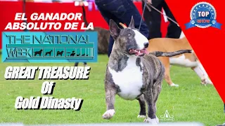 EL MEJOR BULL TERRIER INGLÉS .!!