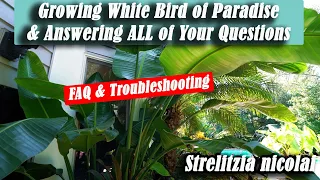 White Bird of Paradise Care & Troubleshooting FAQ