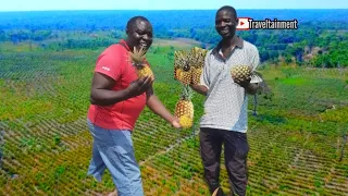 The Biggest Pineapple Farmer In Ikelenge North Western Of Zambia 🇿🇲