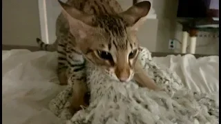 This Is How My Cat Wakes Me Up In The Morning/Funny Cat Videos