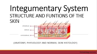 Integumentary System I STRUCTURE AND FUNCTIONS OF THE SKIN I Dermatology Lectures