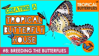 Breeding The Butterflies #8 - Creating a Tropical Butterfly House - Tropical Butterflies UK