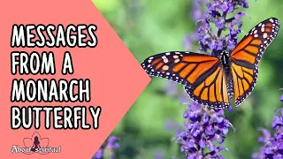 Messages From A Monarch Butterfly