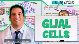 Neurology | Glial Cells: Astrocytes, Oligodendrocytes, Schwann Cells, Ependymal Cells, Microglia