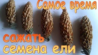 Посадка семян голубой ели 2017. Самое время сажать!