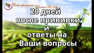 20 день после прививки и ответы на ваши вопросы