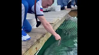 Пётра Ян кормит белую акулу .