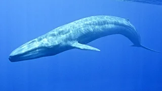 Blue whale : the world largest animal