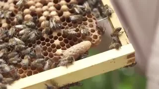 Why Genetics are Important to the BeeKeeper
