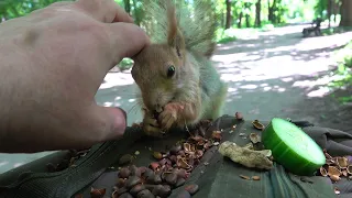 Незнакомая дикая белка / An unfamiliar wild squirrel