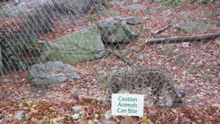 Snow leopard (Stereotypical behavior example)