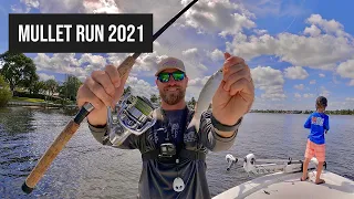 Mullet Run in South Florida *Catch and Clean Snook*