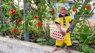 Bibi helps Grand harvest ripe tomatoes to sell for money to buy milk