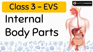 Class 3 EVS Internal Body Parts || Names and Their Functions