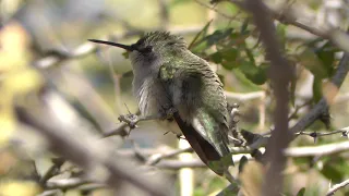 Hummingbird resting