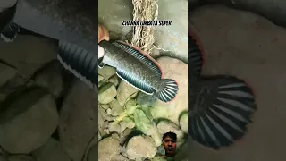 mancing ikan channa #reels #vidioshorts #fish #fypシ