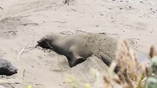 Elephant seal sanding herself at San Simeon