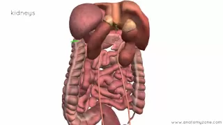 Peritoneal Cavity - Part 4 - Intraperitoneal and Retroperitoneal Organs - Anatomy Tutorial