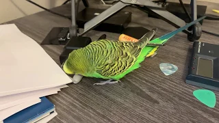 Kiwi the parakeet talks to office objects