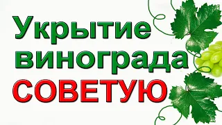 Как укрыть взрослый виноград на зиму.  Надежный и простой способ