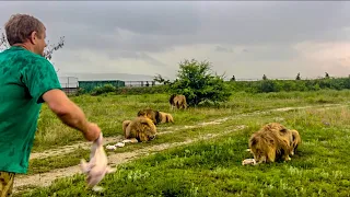 Олег Зубков кормит своих ЛЬВОВ и ТИГРОВ под проливеым дождем!