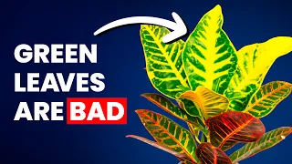I Stopped Killing My Croton Once I Learned This