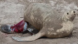 How Sea Lion giving birth on the shore?