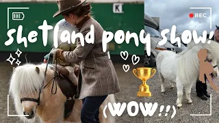 Showing a Shetland pony ~ still in shock 😱 | TEDDY THE SHETLAND