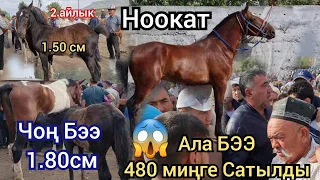 Ноокат ЖЫЛКЫ Базарда 1.80 чоң Ала Бээ Талаш болду