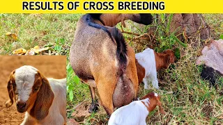 Results of Cross breeding in Goats | 2023