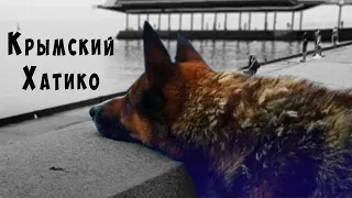 He's still waiting. Hachiko from Crimea named Mukhtar (Yalta Hachiko) / life Stories