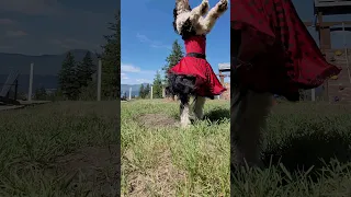 🐶 Funny dog tutu  🩰 Dog Dance Video | Kenzie and Friends