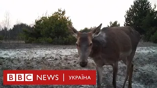 Пожежі в Чорнобилі: що буде з тваринами в зоні відчуження?