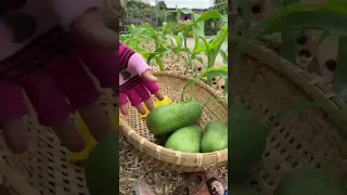 কুমড়া কাটিং। #satisfying #vegetables #subtropical