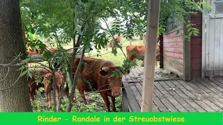 FarmVLOG #148 Rinder Randale in der Streuobstwiese