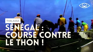 Course contre le thon - Thalassa